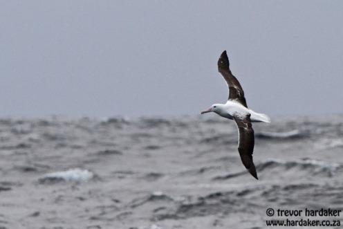 Southern Royal Albatross